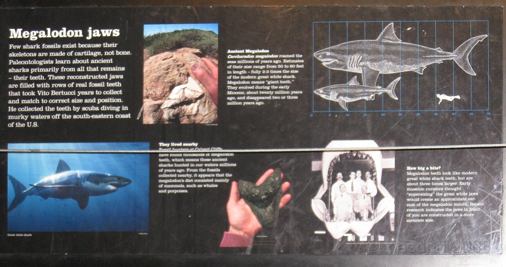 Baltimore MD 2009 0701.jpg - A 4th of July trip to Washington DC in 2009 included a stop in Baltimore MD to see the National Aquarium.